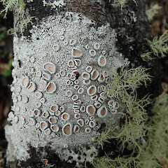 Ochrolechia pallescens
