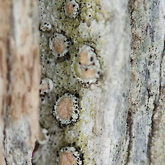Western Valley, Banks Peninsula.<br>Photographer: Melissa Hutchison, Date taken: 23/06/2019, Licence: <a target='_blank' href='https://creativecommons.org/licenses/by-nc/4.0'>CC BY-NC</a>. <a class='member-message' href='/nzpcn/why-join-nzpcn/' target='_blank'>Members can view a larger version of this image.</a>
