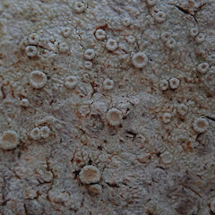Northland.<br>Photographer: Melissa Hutchison, Date taken: 18/01/2020, Licence: <a target='_blank' href='https://creativecommons.org/licenses/by-nc/4.0'>CC BY-NC</a>. <a class='member-message' href='/nzpcn/why-join-nzpcn/' target='_blank'>Members can view a larger version of this image.</a>