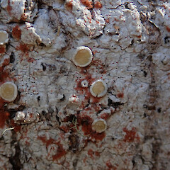 Hinewai Reserve, Banks Peninsula.<br>Photographer: Melissa Hutchison, Date taken: 19/10/2019, Licence: <a target='_blank' href='https://creativecommons.org/licenses/by-nc/4.0'>CC BY-NC</a>. <a class='member-message' href='/nzpcn/why-join-nzpcn/' target='_blank'>Members can view a larger version of this image.</a>