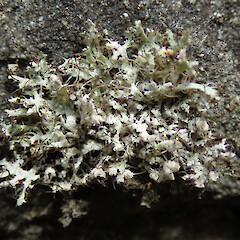 Physcia adscendens