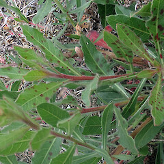 Foliage.<br>Photographer: Peter J de Lange, Date taken: 18/03/2022, Licence: <a target='_blank' href='https://creativecommons.org/licenses/by/4.0'>CC BY</a>. <a class='member-message' href='/nzpcn/why-join-nzpcn/' target='_blank'>Members can view a larger version of this image.</a>