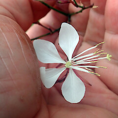 Flower.<br>Photographer: Peter J de Lange, Date taken: 18/03/2022, Licence: <a target='_blank' href='https://creativecommons.org/licenses/by/4.0'>CC BY</a>. <a class='member-message' href='/nzpcn/why-join-nzpcn/' target='_blank'>Members can view a larger version of this image.</a>