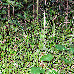 Chatham Island.<br>Photographer: Jeremy R. Rolfe, Date taken: 03/06/2013, Licence: <a target='_blank' href='https://creativecommons.org/licenses/by/4.0'>CC BY</a>. <a class='member-message' href='/nzpcn/why-join-nzpcn/' target='_blank'>Members can view a larger version of this image.</a>
