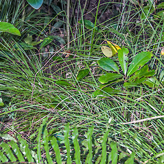 Chatham Island.<br>Photographer: Jeremy R. Rolfe, Date taken: 03/06/2013, Licence: <a target='_blank' href='https://creativecommons.org/licenses/by/4.0'>CC BY</a>. <a class='member-message' href='/nzpcn/why-join-nzpcn/' target='_blank'>Members can view a larger version of this image.</a>