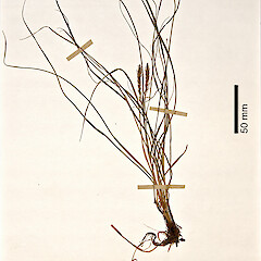 Herbarium specimen: AK 51063. Photographed with permission of Auckland Institute and Museum.<br>Photographer: Jeremy R. Rolfe, Date taken: 30/10/2007, Licence: <a target='_blank' href='https://creativecommons.org/licenses/by/4.0'>CC BY</a>. <a class='member-message' href='/nzpcn/why-join-nzpcn/' target='_blank'>Members can view a larger version of this image.</a>