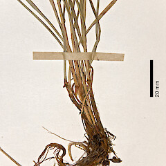 Herbarium specimen: AK 51063. Photographed with permission of Auckland Institute and Museum.<br>Photographer: Jeremy R. Rolfe, Date taken: 30/10/2007, Licence: <a target='_blank' href='https://creativecommons.org/licenses/by/4.0'>CC BY</a>. <a class='member-message' href='/nzpcn/why-join-nzpcn/' target='_blank'>Members can view a larger version of this image.</a>