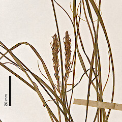Herbarium specimen: AK 51063. Photographed with permission of Auckland Institute and Museum.<br>Photographer: Jeremy R. Rolfe, Date taken: 30/10/2007, Licence: <a target='_blank' href='https://creativecommons.org/licenses/by/4.0'>CC BY</a>. <a class='member-message' href='/nzpcn/why-join-nzpcn/' target='_blank'>Members can view a larger version of this image.</a>