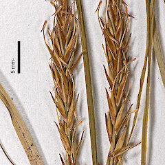 Herbarium specimen: AK 51063. Photographed with permission of Auckland Institute and Museum.<br>Photographer: Jeremy R. Rolfe, Date taken: 30/10/2007, Licence: <a target='_blank' href='https://creativecommons.org/licenses/by/4.0'>CC BY</a>. <a class='member-message' href='/nzpcn/why-join-nzpcn/' target='_blank'>Members can view a larger version of this image.</a>