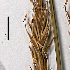 Herbarium specimen: AK 51063. Photographed with permission of Auckland Institute and Museum.<br>Photographer: Jeremy R. Rolfe, Date taken: 30/10/2007, Licence: <a target='_blank' href='https://creativecommons.org/licenses/by/4.0'>CC BY</a>. <a class='member-message' href='/nzpcn/why-join-nzpcn/' target='_blank'>Members can view a larger version of this image.</a>