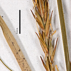 Herbarium specimen: AK 51063. Photographed with permission of Auckland Institute and Museum.<br>Photographer: Jeremy R. Rolfe, Date taken: 30/10/2007, Licence: <a target='_blank' href='https://creativecommons.org/licenses/by/4.0'>CC BY</a>. <a class='member-message' href='/nzpcn/why-join-nzpcn/' target='_blank'>Members can view a larger version of this image.</a>