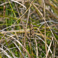 Whitireia Park, Titahi Bay, Porirua.<br>Photographer: Jeremy R. Rolfe, Date taken: 25/12/2010, Licence: <a target='_blank' href='https://creativecommons.org/licenses/by/4.0'>CC BY</a>. <a class='member-message' href='/nzpcn/why-join-nzpcn/' target='_blank'>Members can view a larger version of this image.</a>
