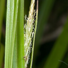 Immature utricles. Hikurua / de Surville Cliffs.<br>Photographer: Jeremy R. Rolfe, Date taken: 17/11/2010, Licence: <a target='_blank' href='https://creativecommons.org/licenses/by/4.0'>CC BY</a>. <a class='member-message' href='/nzpcn/why-join-nzpcn/' target='_blank'>Members can view a larger version of this image.</a>