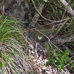 Hikurua / de Surville Cliffs.<br>Photographer: Jeremy R. Rolfe, Date taken: 19/10/2009, Licence: <a target='_blank' href='https://creativecommons.org/licenses/by/4.0'>CC BY</a>. <a class='member-message' href='/nzpcn/why-join-nzpcn/' target='_blank'>Members can view a larger version of this image.</a>
