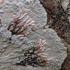 Placopsis murrayi
