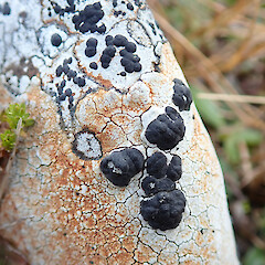 Banks Peninsula.<br>Photographer: Melissa Hutchison, Date taken: 23/06/2019, Licence: <a target='_blank' href='https://creativecommons.org/licenses/by-nc/4.0'>CC BY-NC</a>. <a class='member-message' href='/nzpcn/why-join-nzpcn/' target='_blank'>Members can view a larger version of this image.</a>
