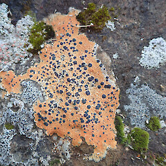Hinewai Reserve, Banks Peninsula.<br>Photographer: Marley Ford, Licence: <a target='_blank' href='https://creativecommons.org/licenses/by-nc/4.0'>CC BY-NC</a>. <a class='member-message' href='/nzpcn/why-join-nzpcn/' target='_blank'>Members can view a larger version of this image.</a>