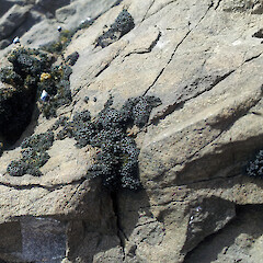 Coromandel Peninsula.<br>Photographer: Peter J de Lange, Licence: <a target='_blank' href='https://creativecommons.org/licenses/by-nc/4.0'>CC BY-NC</a>. <a class='member-message' href='/nzpcn/why-join-nzpcn/' target='_blank'>Members can view a larger version of this image.</a>