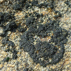 Ulva Island, Rakiura.<br>Photographer: Melissa Hutchison, Date taken: 24/03/2022, Licence: <a target='_blank' href='https://creativecommons.org/licenses/by-nc/4.0'>CC BY-NC</a>. <a class='member-message' href='/nzpcn/why-join-nzpcn/' target='_blank'>Members can view a larger version of this image.</a>