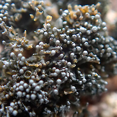 Coromandel Peninsula.<br>Photographer: Peter J de Lange, Licence: Public domain. <a class='member-message' href='/nzpcn/why-join-nzpcn/' target='_blank'>Members can view a larger version of this image.</a>