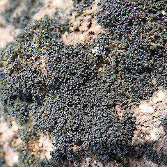 Coromandel Peninsula.<br>Photographer: Peter J de Lange, Licence: Public domain. <a class='member-message' href='/nzpcn/why-join-nzpcn/' target='_blank'>Members can view a larger version of this image.</a>