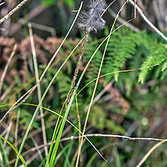 Western Hutt hills.<br>Photographer: Jeremy R. Rolfe, Date taken: 02/03/2013, Licence: <a target='_blank' href='https://creativecommons.org/licenses/by/4.0'>CC BY</a>.