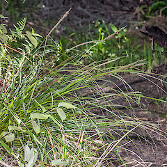 Silverstream, Upper Hutt.<br>Photographer: Jeremy R. Rolfe, Date taken: 10/02/2013, Licence: <a target='_blank' href='https://creativecommons.org/licenses/by/4.0'>CC BY</a>.