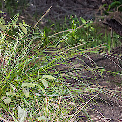 Carex uncinata