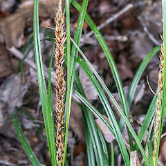 Developing spike. Stokes Valley, Lower Hutt.<br>Photographer: Jeremy R. Rolfe, Date taken: 08/01/2017, Licence: <a target='_blank' href='https://creativecommons.org/licenses/by/4.0'>CC BY</a>.