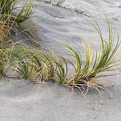 Riversdale, Wairarapa.<br>Photographer: Jeremy R. Rolfe, Date taken: 01/05/2006, Licence: <a target='_blank' href='https://creativecommons.org/licenses/by/4.0'>CC BY</a>.