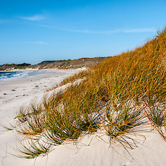 Kaingaroa, Chathm Island.<br>Photographer: Jeremy R. Rolfe, Date taken: 02/06/2013, Licence: <a target='_blank' href='https://creativecommons.org/licenses/by/4.0'>CC BY</a>.