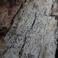 Arthonia nigrocincta