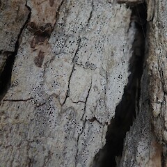 Corticolous on pōhutukawa (Metrosideros excelsa), Herne Bay, Auckland.<br>Photographer: Marley Ford, Date taken: 20/09/2021, Licence: <a target='_blank' href='https://creativecommons.org/licenses/by-nc/4.0'>CC BY-NC</a>. <a class='member-message' href='/nzpcn/why-join-nzpcn/' target='_blank'>Members can view a larger version of this image.</a>