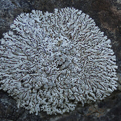 Physcia caesia