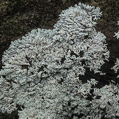 Magnet Bay, Banks Peninsula, Canterbury.<br>Photographer: Melissa Hutchison, Date taken: 21/08/2020, Licence: <a target='_blank' href='https://creativecommons.org/licenses/by-nc/4.0'>CC BY-NC</a>. <a class='member-message' href='/nzpcn/why-join-nzpcn/' target='_blank'>Members can view a larger version of this image.</a>