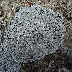 Lance McCaskill Reserve, Canterbury.<br>Photographer: Melissa Hutchison, Date taken: 26/02/2021, Licence: <a target='_blank' href='https://creativecommons.org/licenses/by-nc/4.0'>CC BY-NC</a>. <a class='member-message' href='/nzpcn/why-join-nzpcn/' target='_blank'>Members can view a larger version of this image.</a>