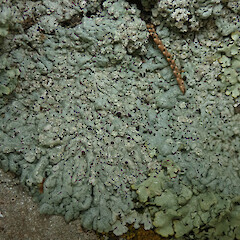 Magnet Bay, Banks Peninsula.<br>Photographer: Melissa Hutchison, Date taken: 21/08/2020, Licence: <a target='_blank' href='https://creativecommons.org/licenses/by-nc/4.0'>CC BY-NC</a>. <a class='member-message' href='/nzpcn/why-join-nzpcn/' target='_blank'>Members can view a larger version of this image.</a>