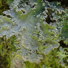 Banks Peninsula.<br>Photographer: Melissa Hutchison, Date taken: 12/11/2019, Licence: <a target='_blank' href='https://creativecommons.org/licenses/by-nc/4.0'>CC BY-NC</a>. <a class='member-message' href='/nzpcn/why-join-nzpcn/' target='_blank'>Members can view a larger version of this image.</a>