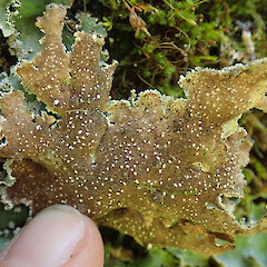 Banks Peninsula.<br>Photographer: Melissa Hutchison, Date taken: 12/11/2019, Licence: <a target='_blank' href='https://creativecommons.org/licenses/by-nc/4.0'>CC BY-NC</a>. <a class='member-message' href='/nzpcn/why-join-nzpcn/' target='_blank'>Members can view a larger version of this image.</a>