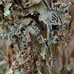 Wainuiomata.<br>Photographer: Melissa Hutchison, Date taken: 27/11/2019, Licence: <a target='_blank' href='https://creativecommons.org/licenses/by-nc/4.0'>CC BY-NC</a>. <a class='member-message' href='/nzpcn/why-join-nzpcn/' target='_blank'>Members can view a larger version of this image.</a>