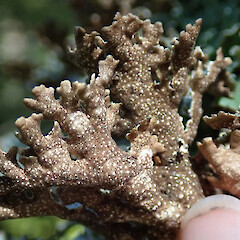 Hinewai Reserve, Banks Peninsula.<br>Photographer: Melissa Hutchison, Date taken: 19/10/2019, Licence: <a target='_blank' href='https://creativecommons.org/licenses/by-nc/4.0'>CC BY-NC</a>. <a class='member-message' href='/nzpcn/why-join-nzpcn/' target='_blank'>Members can view a larger version of this image.</a>