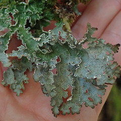Hinewai Reserve, Banks Peninsula.<br>Photographer: Melissa Hutchison, Date taken: 19/10/2019, Licence: <a target='_blank' href='https://creativecommons.org/licenses/by-nc/4.0'>CC BY-NC</a>. <a class='member-message' href='/nzpcn/why-join-nzpcn/' target='_blank'>Members can view a larger version of this image.</a>