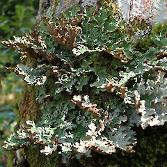 Hinewai Reserve, Banks Peninsula.<br>Photographer: Melissa Hutchison, Date taken: 19/10/2019, Licence: <a target='_blank' href='https://creativecommons.org/licenses/by-nc/4.0'>CC BY-NC</a>. <a class='member-message' href='/nzpcn/why-join-nzpcn/' target='_blank'>Members can view a larger version of this image.</a>