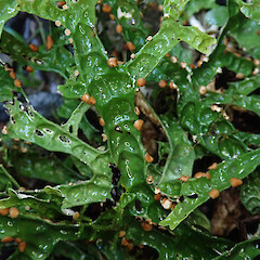 Pseudocyphellaria rufovirescens