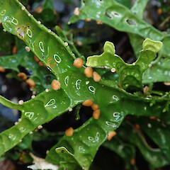 Hunua Ranges.<br>Photographer: Melissa Hutchison, Date taken: 13/07/2019, Licence: <a target='_blank' href='https://creativecommons.org/licenses/by-nc/4.0'>CC BY-NC</a>. <a class='member-message' href='/nzpcn/why-join-nzpcn/' target='_blank'>Members can view a larger version of this image.</a>