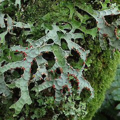 Awa Awa Rata Reserve, Canterbury.<br>Photographer: Melissa Hutchison, Date taken: 12/09/2020, Licence: <a target='_blank' href='https://creativecommons.org/licenses/by-nc/4.0'>CC BY-NC</a>. <a class='member-message' href='/nzpcn/why-join-nzpcn/' target='_blank'>Members can view a larger version of this image.</a>