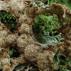 Awa Awa Rata Reserve, Canterbury.<br>Photographer: Melissa Hutchison, Date taken: 12/09/2020, Licence: <a target='_blank' href='https://creativecommons.org/licenses/by-nc/4.0'>CC BY-NC</a>. <a class='member-message' href='/nzpcn/why-join-nzpcn/' target='_blank'>Members can view a larger version of this image.</a>