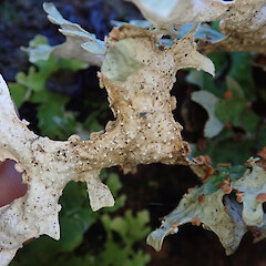 Hinewai Reserve, Banks Peninsula.<br>Photographer: Melissa Hutchison, Date taken: 19/10/2019, Licence: <a target='_blank' href='https://creativecommons.org/licenses/by-nc/4.0'>CC BY-NC</a>. <a class='member-message' href='/nzpcn/why-join-nzpcn/' target='_blank'>Members can view a larger version of this image.</a>