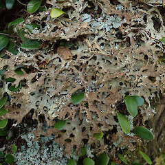 Nimrod Scenic Reserve, South Canterbury.<br>Photographer: Melissa Hutchison, Date taken: 15/11/2020, Licence: <a target='_blank' href='https://creativecommons.org/licenses/by-nc/4.0'>CC BY-NC</a>. <a class='member-message' href='/nzpcn/why-join-nzpcn/' target='_blank'>Members can view a larger version of this image.</a>