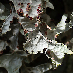 Wainuiomata.<br>Photographer: Melissa Hutchison, Date taken: 27/11/2019, Licence: <a target='_blank' href='https://creativecommons.org/licenses/by-nc/4.0'>CC BY-NC</a>. <a class='member-message' href='/nzpcn/why-join-nzpcn/' target='_blank'>Members can view a larger version of this image.</a>